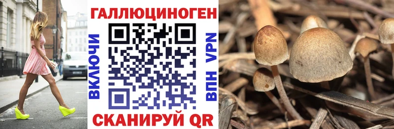 Псилоцибиновые грибы Cubensis Светлоград